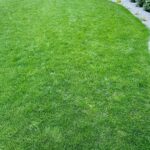 Lawn