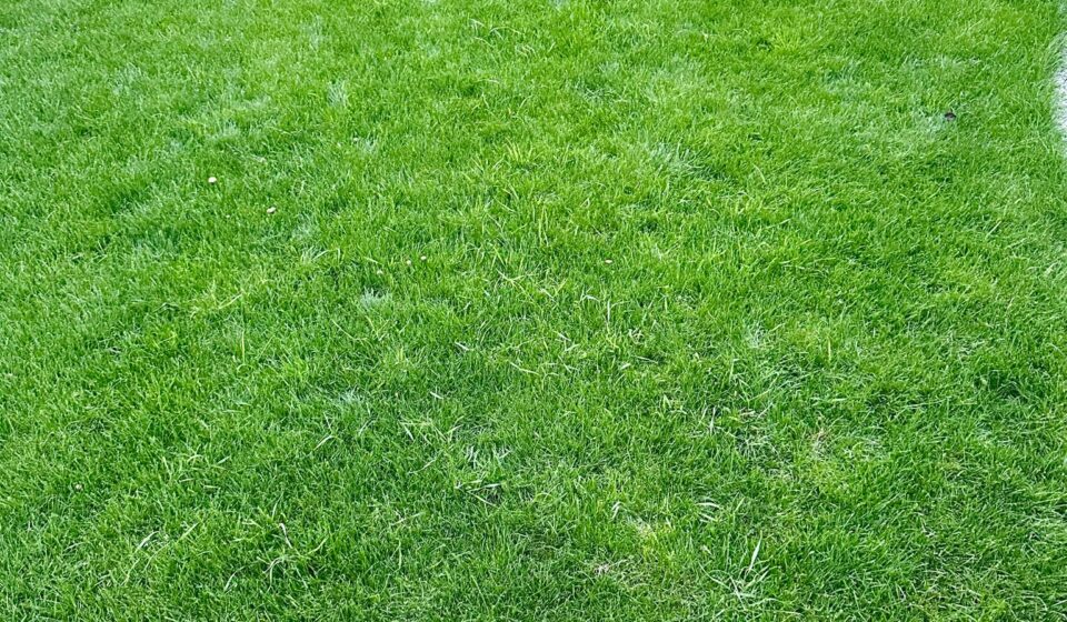 Lush Lawns Made Easy: The Ultimate Guide to Growing and Maintaining a Healthy Lawn Lawn