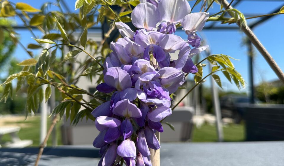 Wisteria Wonders: How to Grow and Care for This Stunning Flowering Vine Wisteria