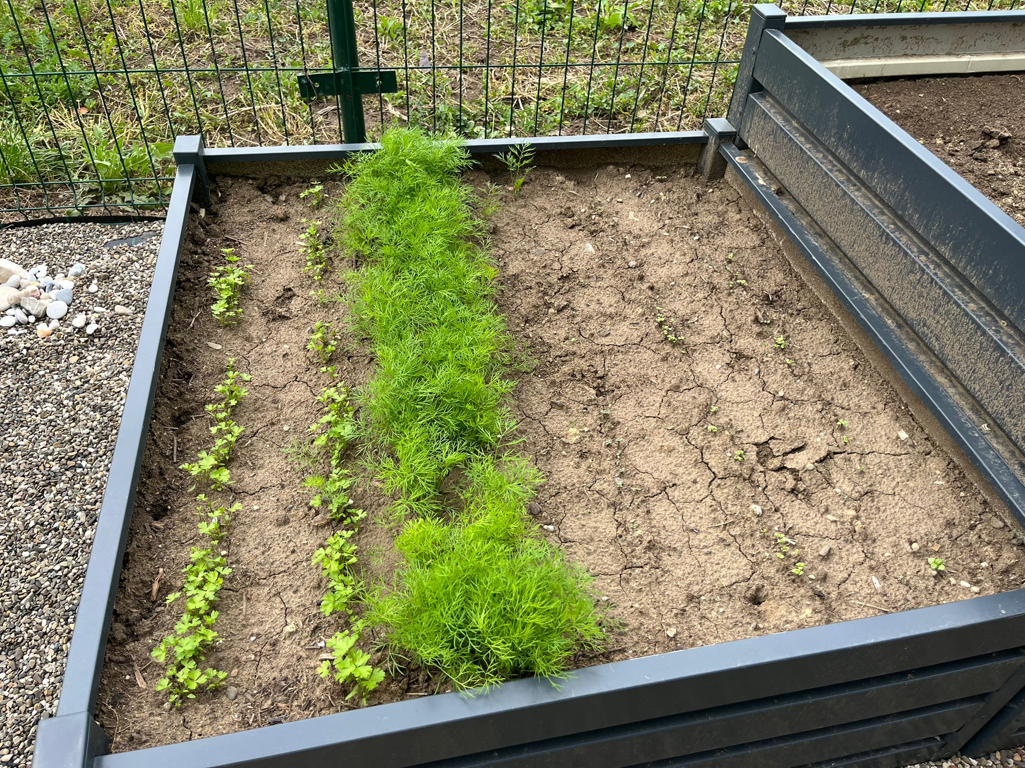 Home Vegetable & Herb Garden