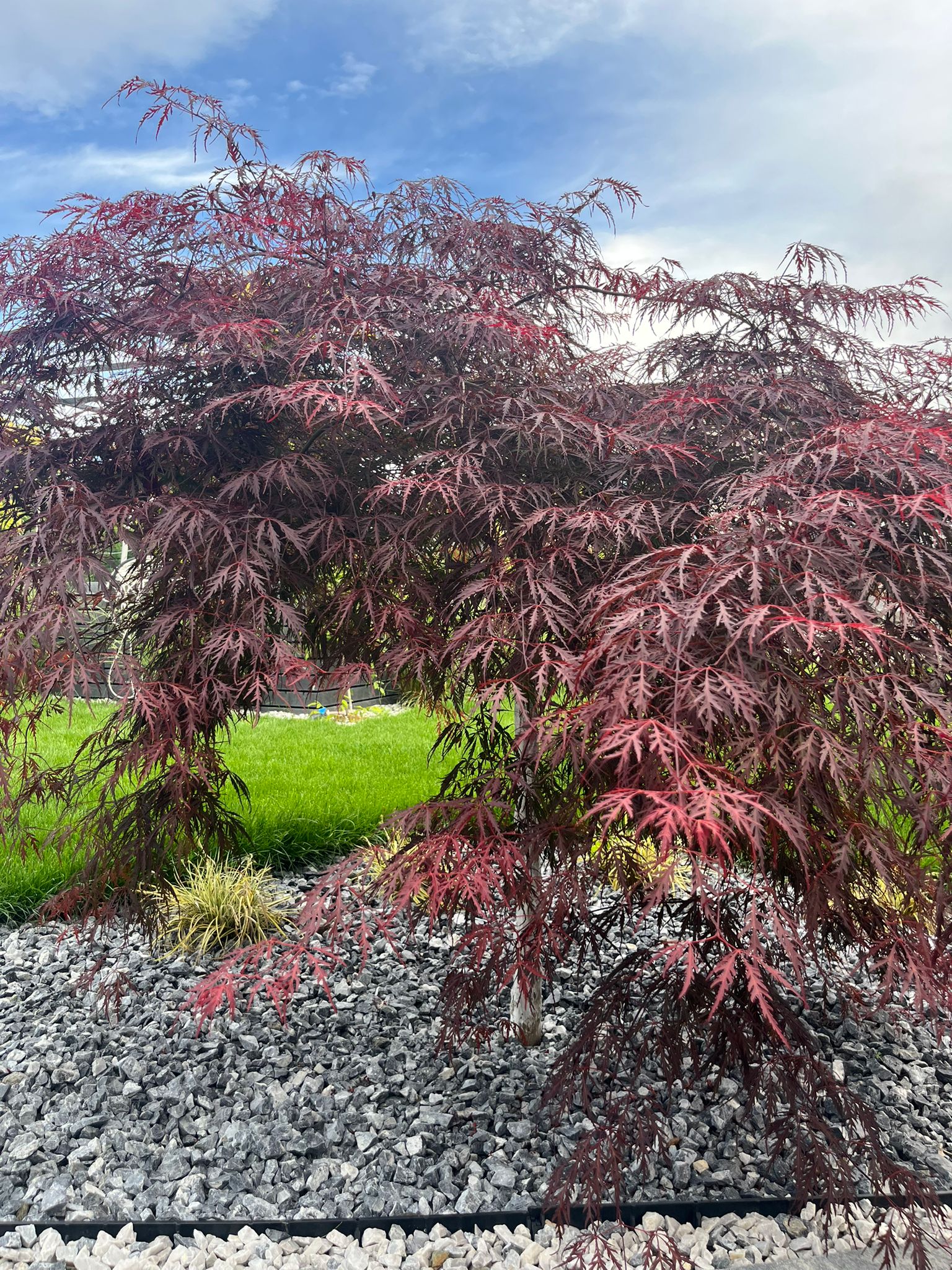 Trees & Shrubs