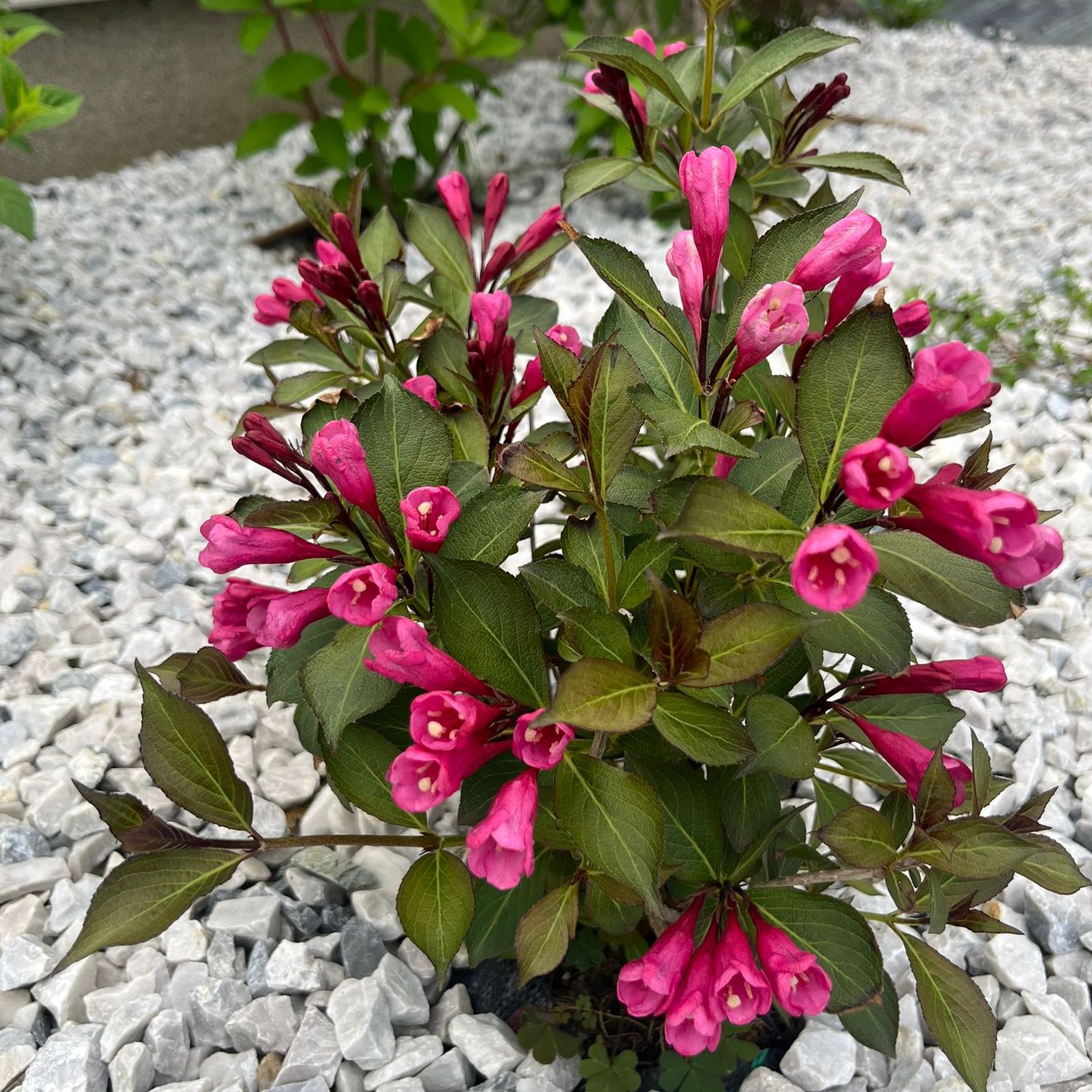 Red flower
