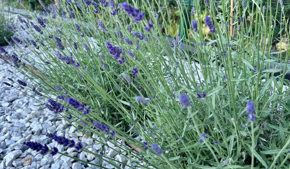 Lavender: How to Grow, Care For, and Use This Fragrant Herb Lavender