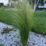 Finestem Needlegrass