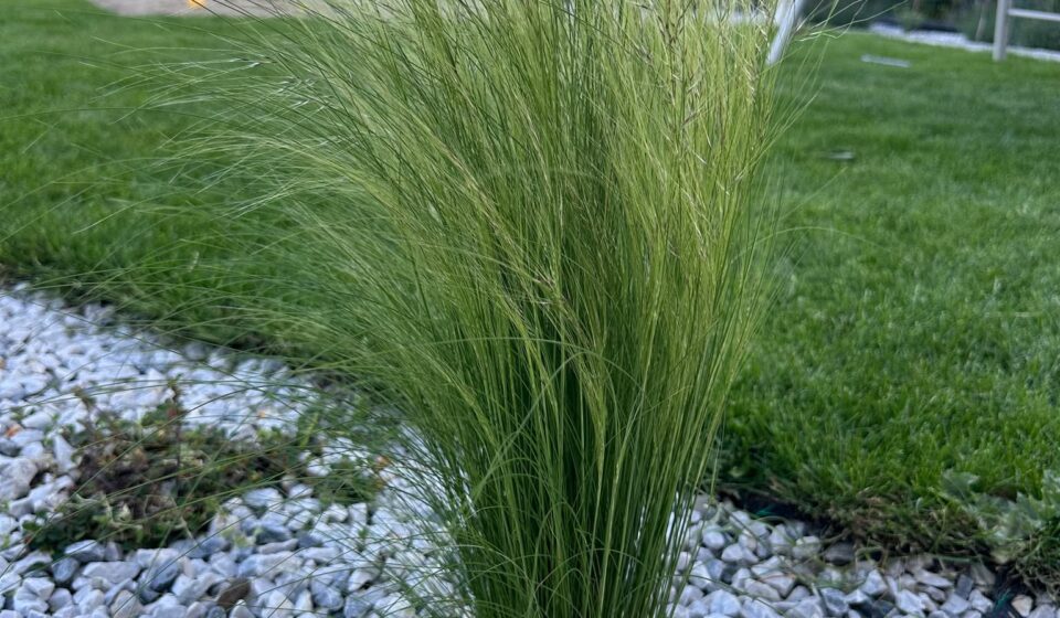 Finestem Needlegrass (Stipa lepida): A Native, Drought-Tolerant Grass for Natural Landscapes Finestem Needlegrass