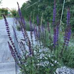 Woodland sage