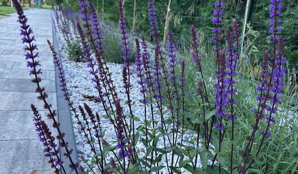 Woodland Sage (Salvia nemorosa): A Hardy Pollinator Magnet for Every Garden Woodland sage