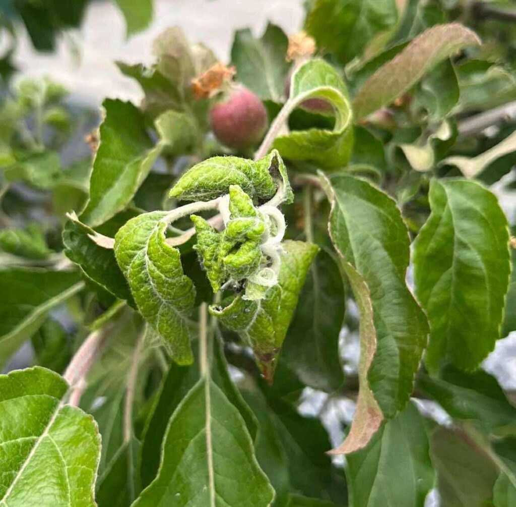 Aphids