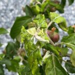 Aphids