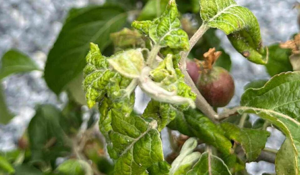 Aphids in the Garden – How to Identify, Prevent, and Get Rid of Them Naturally (Pet and Kid Safe!) Aphids