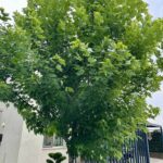 Silver maple