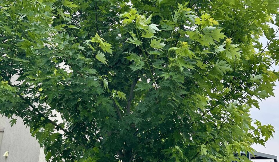🪵 Silver maple in your yard: what to love (and what to watch out for) Silver maple