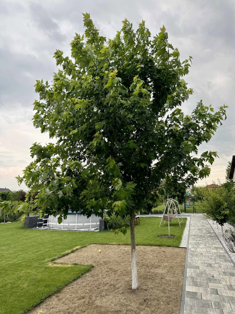 Silver maple