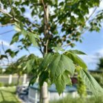 Red Maple