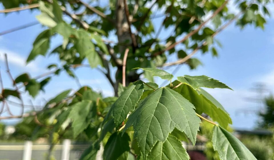 Red Maple