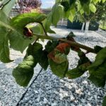 Tree pests
