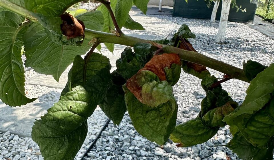 Tree pests: how to spot them and protect your garden naturally Tree pests