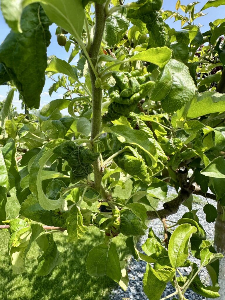 Tree pests