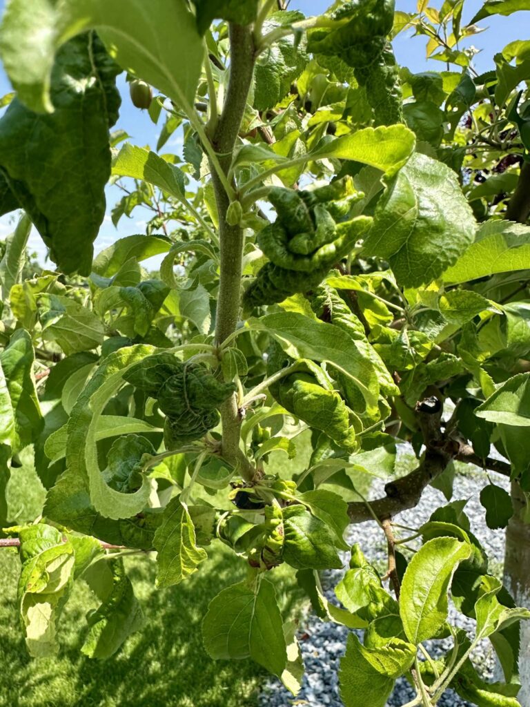 Tree pests
