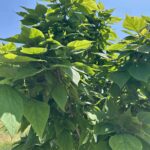 Southern Catalpa