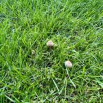Mushrooms