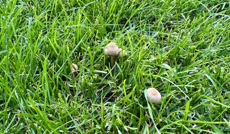 Mushrooms in Your Lawn – Why They Appear and How to Get Rid of Them Safely Mushrooms