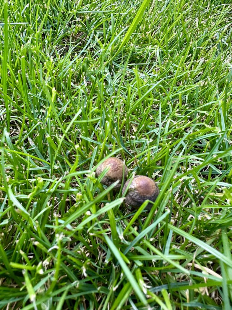 Mushrooms