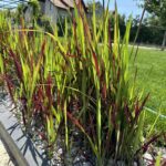 Cogongrass