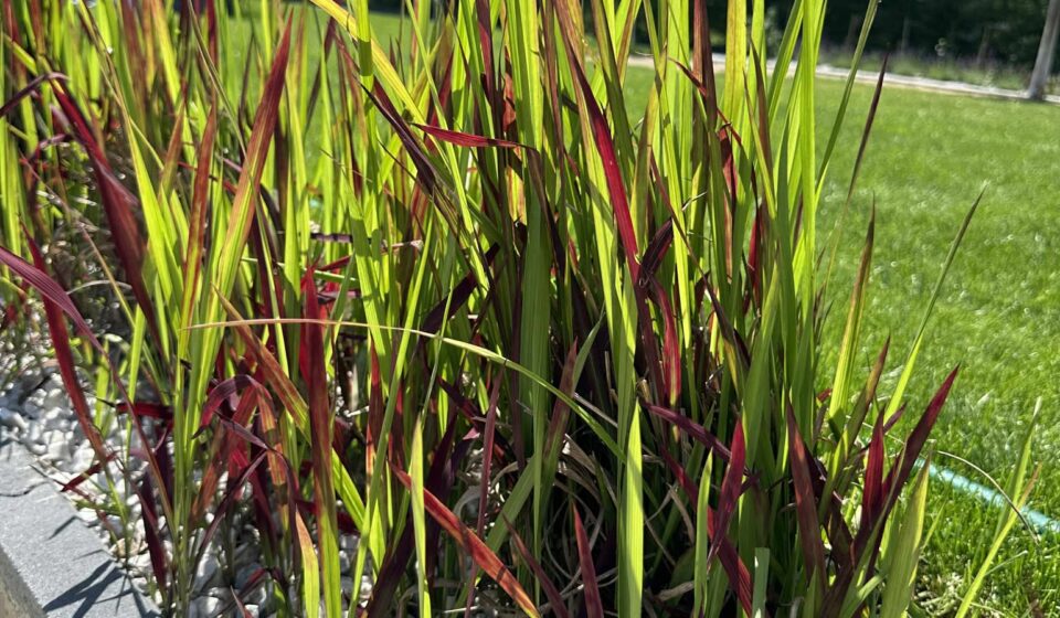 Cogongrass: What Gardeners Need to Know About This Invasive Threat Cogongrass