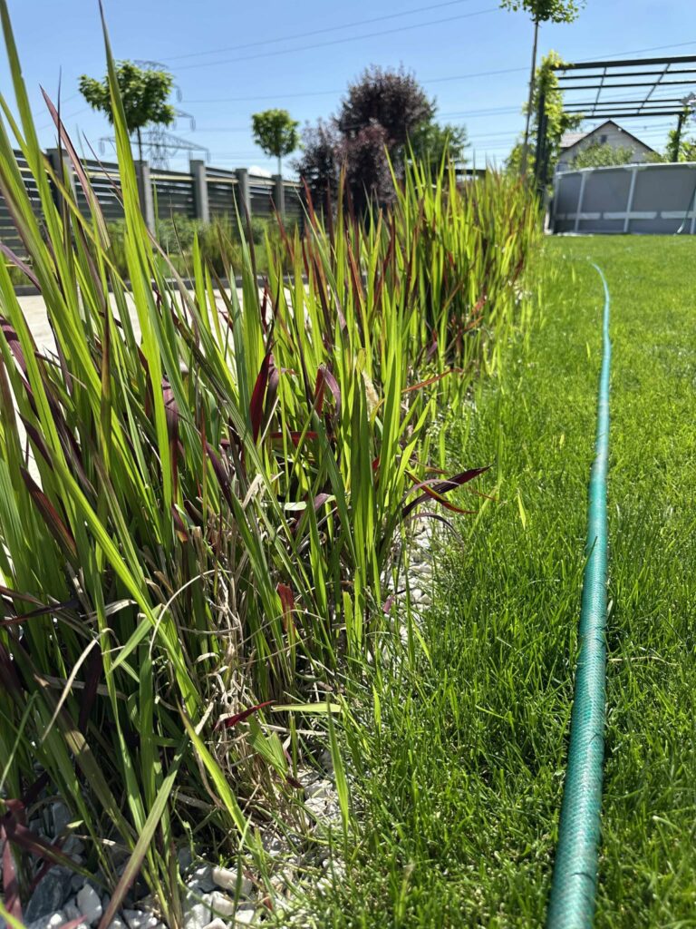 Cogongrass