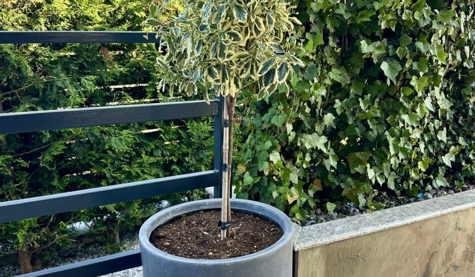 Euonymus japonicus – A Versatile Evergreen Shrub for Hedges and Stylish Gardens Euonymus japonicus