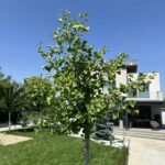 Ginkgo biloba