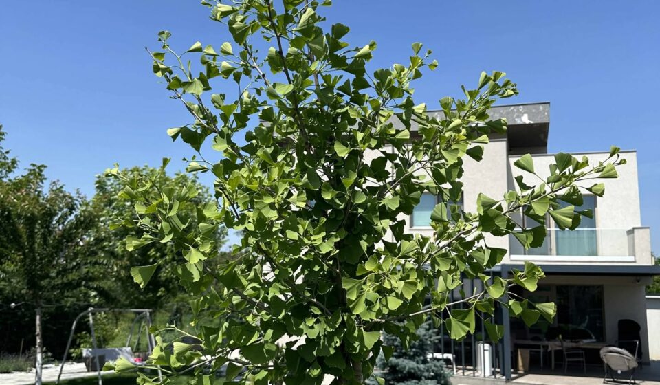 Ginkgo Biloba in Your Garden: Benefits, Planting, and Care Tips Ginkgo biloba
