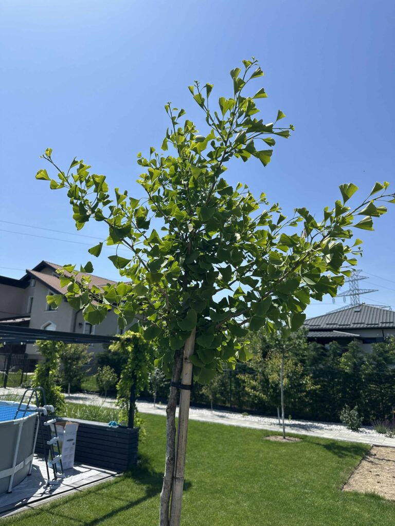 Ginkgo biloba