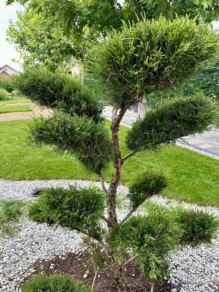 Juniper Bonsai (Juniperus chinensis)