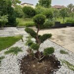 Juniper Bonsai (Juniperus chinensis)