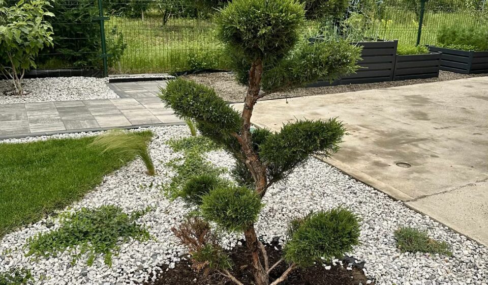Juniper Bonsai (Juniperus chinensis): A Beginner’s Guide to Growing a Timeless Outdoor Bonsai Tree Juniper Bonsai (Juniperus chinensis)
