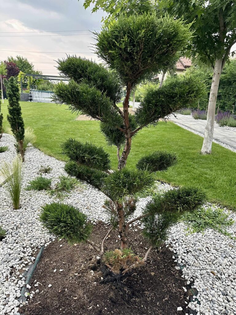 Juniper Bonsai (Juniperus chinensis)