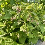 Raspberries