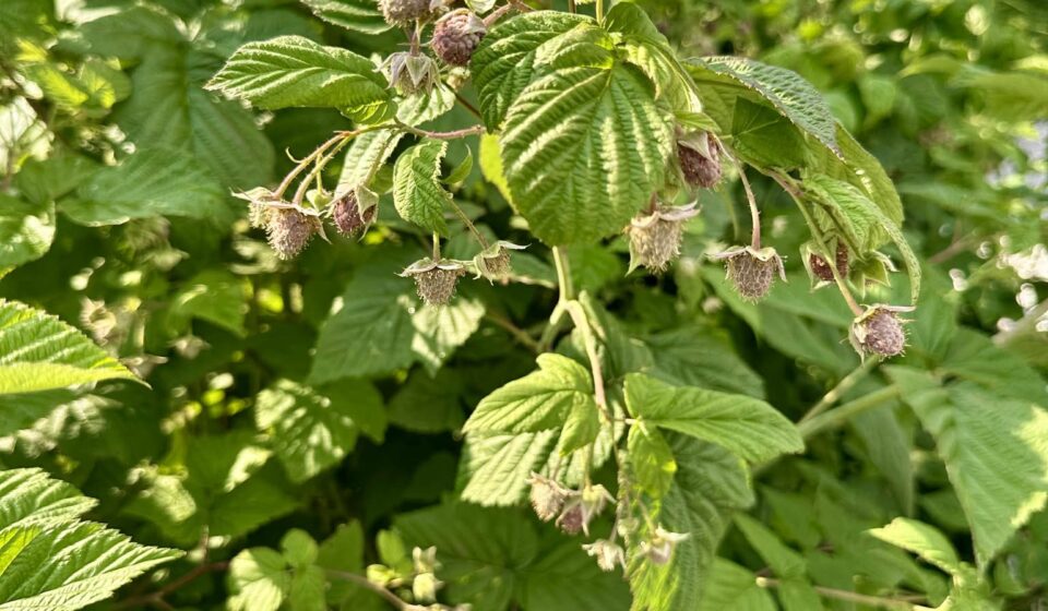 Raspberries