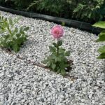 Dahlia