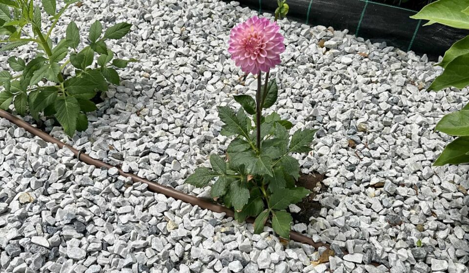 How to Grow and Love Dahlias – The Most Eye-Catching Blooms in Your Garden Dahlia