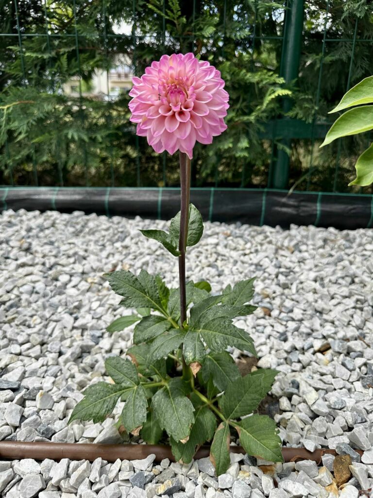 Dahlia