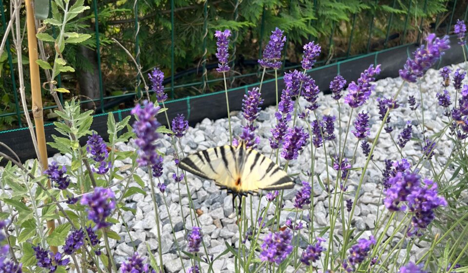 Lavender Love: How to Grow, Prune & Care for Lavender the Right Way (Without Upsetting the Bees!) Lavender