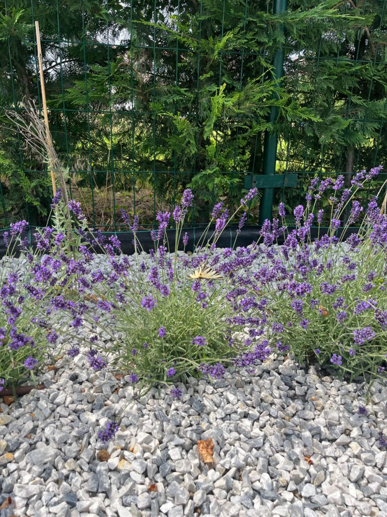 Lavender