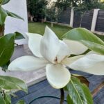 Magnolia Grandiflora