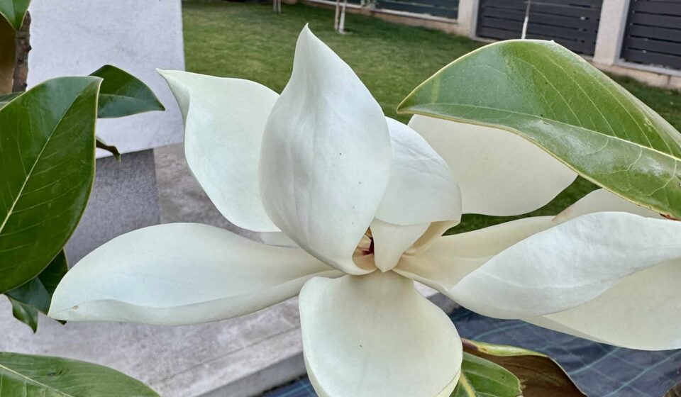 Magnolia Grandiflora